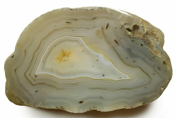 Polished Agate Replaced Wood Limb Cast - Wyoming #373458